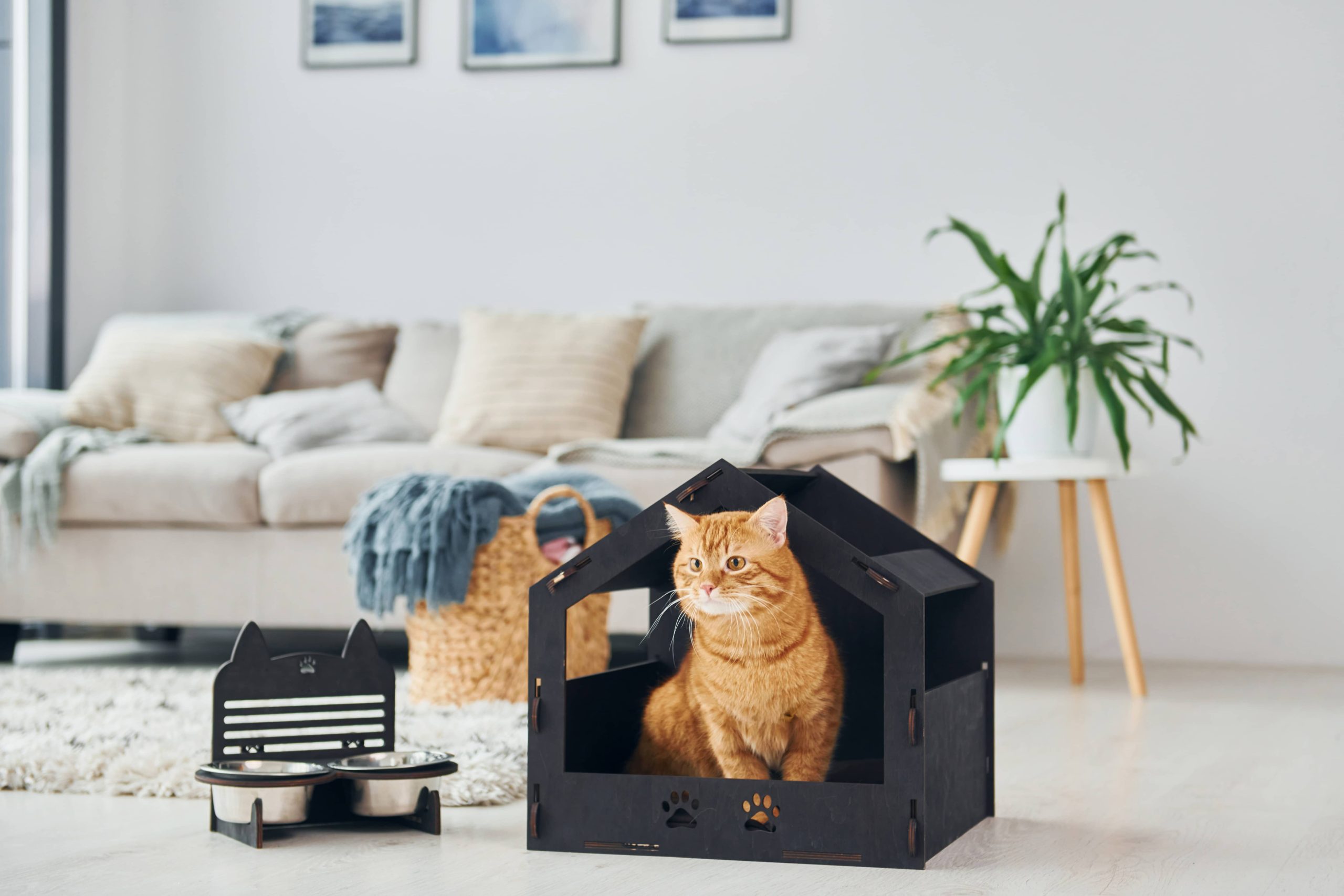 Pet-Friendly Backyard Designs Suitable for Any Home